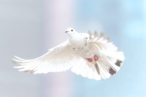Para que sirve el Espíritu Santo